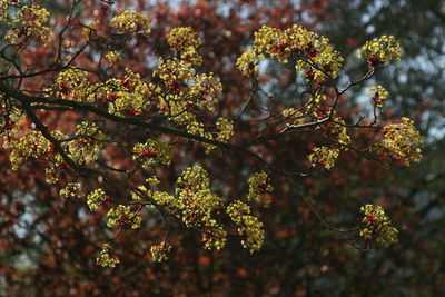 Close-up of cherry blossoms in spring