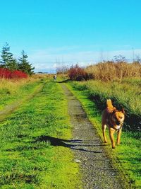 Dog on field against clear sky