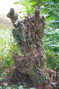 Close-up of tree trunk in forest