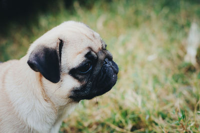 Close-up of a dog looking away