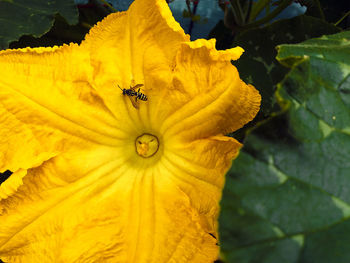 Close-up of yellow flowering plant