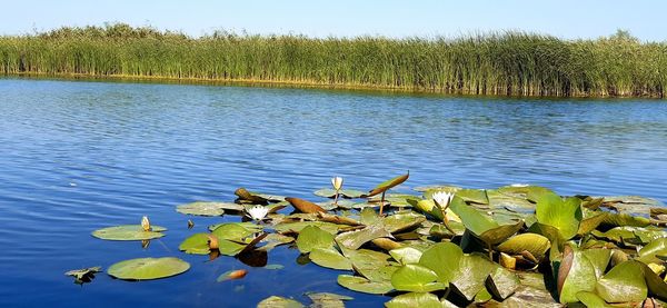 Lotus leaves floating on water in lake