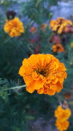 Close-up of marigold blooming outdoors