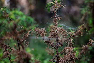 Close-up of dried plant in forest