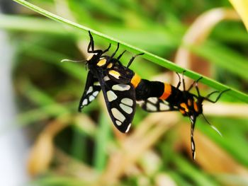 Close-up of butterfly on leaf