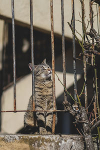 Close-up of a cat looking away