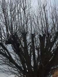 Low angle view of silhouette bare trees against sky