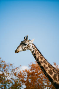 Giraffes against clear blue sky