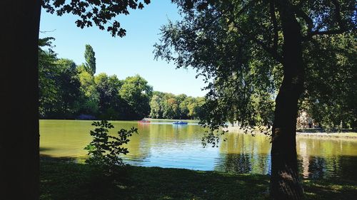 Trees by lake against sky