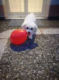 Portrait of puppy with ball on floor