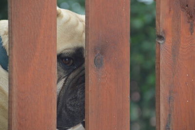 Close-up of a dog looking away