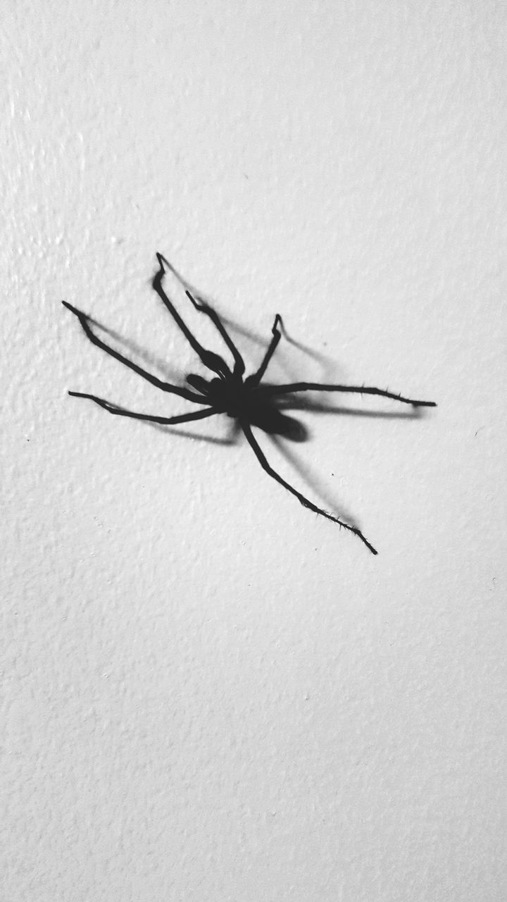 HIGH ANGLE VIEW OF INSECT ON WHITE BACKGROUND