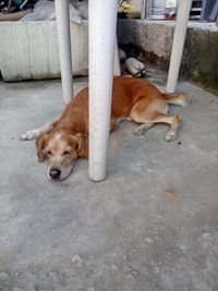 High angle view of a dog resting on street