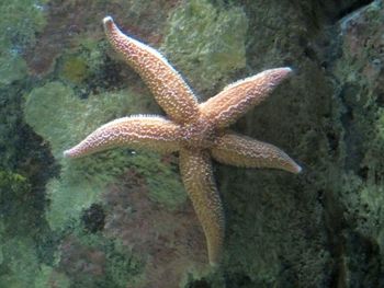 Close-up of starfish in sea