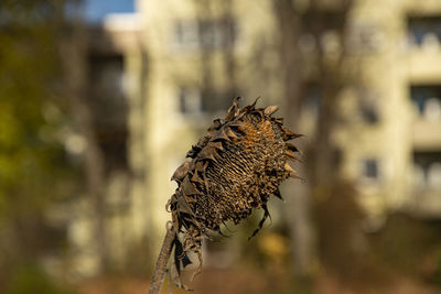 Close-up of a butterfly on dry plant