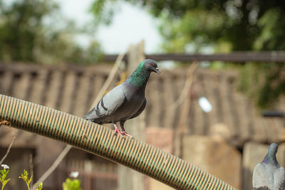 Close-up of pigeon perching on railing