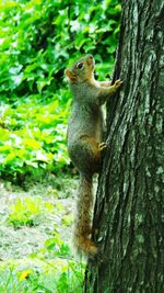 Squirrel on tree trunk