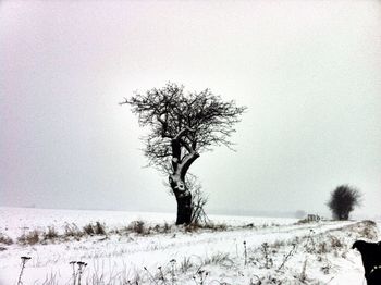 Bare trees on landscape against clear sky