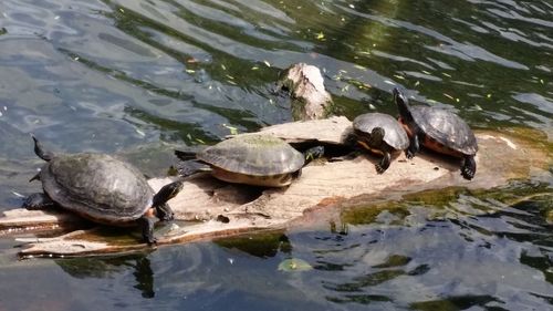 Group of birds in water