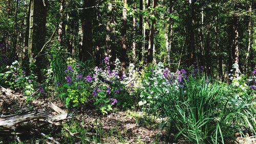 Purple flowering plant in forest