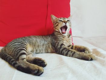 Cat lying on floor
