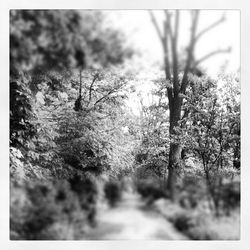 Trees growing in park