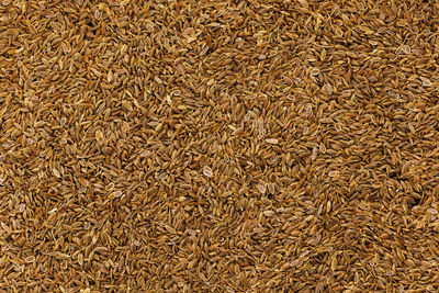 Dry dill seeds on flat surface, flat texture and full-frame background