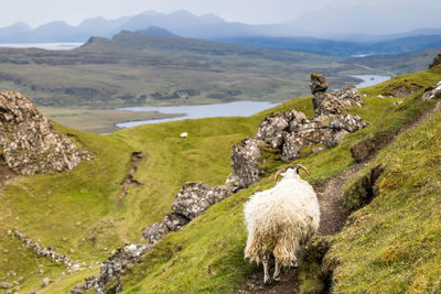 View of sheep on landscape