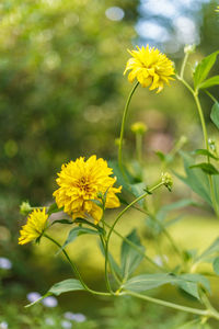 Close-up of sunflower blooming in field