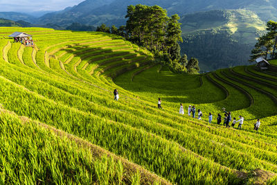 Scenic view of agricultural field