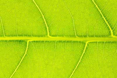 Full frame shot of green plant