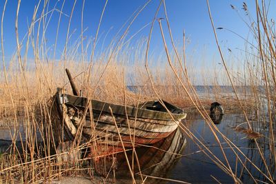 Old boat in reeds