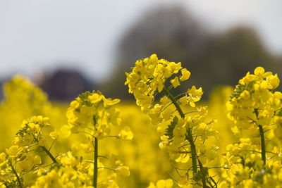 Close-up of yellow flowers blooming