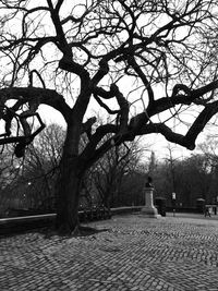 Bare trees against the sky