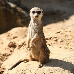 Portrait of an animal on rock