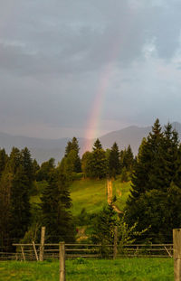 Scenic view of rainbow over trees against sky