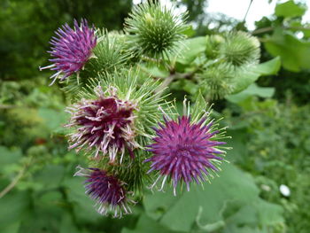 Close-up of thistle blooming outdoors