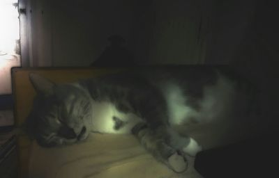 Cat sleeping on tiled floor