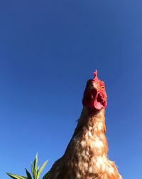 Close-up of a bird against clear blue sky