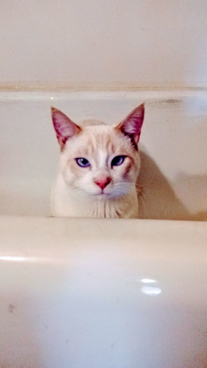 CLOSE-UP PORTRAIT OF CAT ON WALL