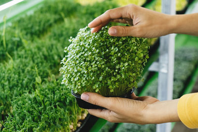 Woman holding box with microgreen, small business indoor vertical farm. close-up