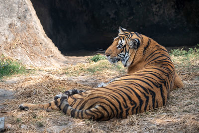 tiger