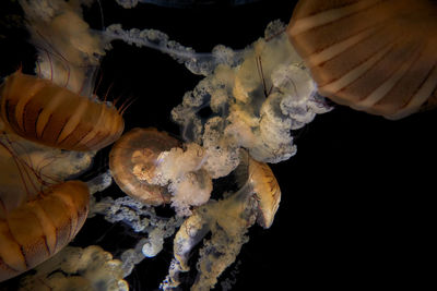 Close-up of jellyfish in water