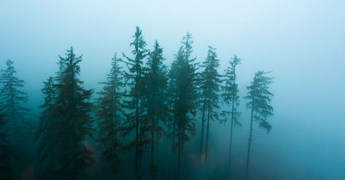 Pine trees in forest against sky