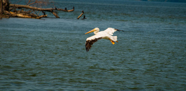 Birds flying over the sea