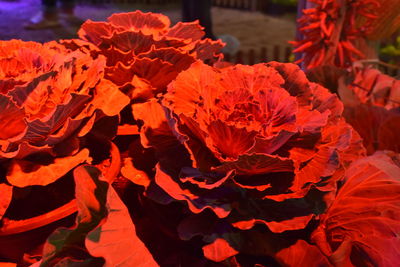 Close-up of red flowering plant