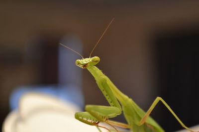 Close-up of grasshopper on leaf