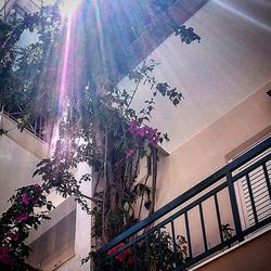 Low angle view of flowers on tree