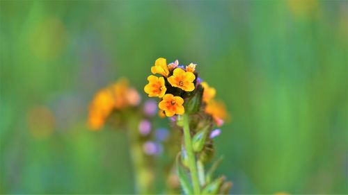 Close-up of yellow flowering plant