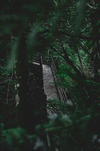 Footbridge in forest